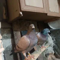 پلاکی درجه یک|پرنده|حمیل, |دیوار