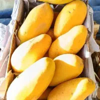انبه تازه درجه ۱ پاکستانی ارسال درب منزل