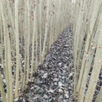 پیش فروش نهال پیوند وصنوبر|خدمات باغبانی و درختکاری|یاسوج, |دیوار