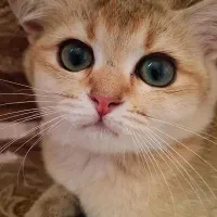 گربه بریتیش گلد گم شده|حیوانات|گرگان, |دیوار