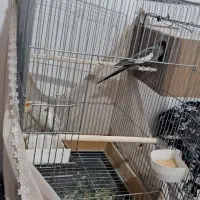 عروس هلندی جفت مولد جوجه بزرگ کن|پرنده|پاکدشت, پاکدشت (مامازند)|دیوار