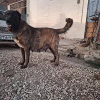 سگ افغان سراب