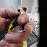 سهره|پرنده|قدس, شهر‌قدس|دیوار