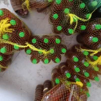 سرکه سیب انگور آبلیمو آبغوره شیره سکنجبین|خوردنی و آشامیدنی|برخوار, |دیوار