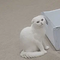 گربه نر