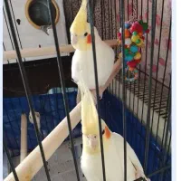 یک جفت عروس هلندی مولد همه چیز تمام