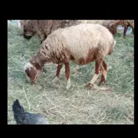 یک راس شیشک میش افشاری ۳قلوزا بره دار