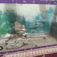 آکواریوم و لوازم جانبی برای نگهداری ماهی زینتی