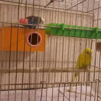 مرغ عشق به همراه وسایل