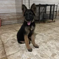 توله ژرمن ۴ماهه نر اصیل شیبدار