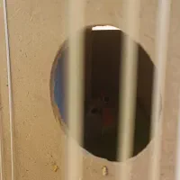 کوتوله بشرط تخم|پرنده|تایباد, |دیوار