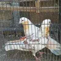 کبوتر|پرنده|قم, شهرک توانیر|دیوار