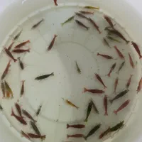 میگو شریمپ|ماهی|زنجان, |دیوار