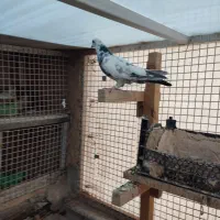 کبوتر تیدی و چاپی ماده|پرنده|شیراز, آبیاری|دیوار