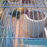 طوطی کوتوله برزیلی|پرنده|بافق, |دیوار