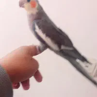 عروس هلندی سخنگو فروش فوری