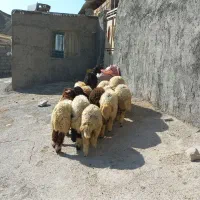 ۱۲ کاور شیرمس و یکدست بره مناسب پروار