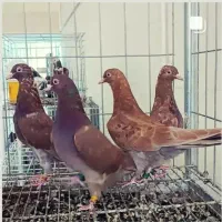 فروش 50جفت کبوتر انگلیسی و ایرانی
