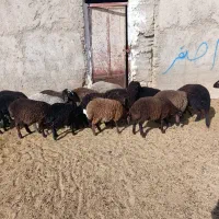 بره|حیوانات مزرعه|زاویه, |دیوار