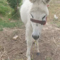 خره