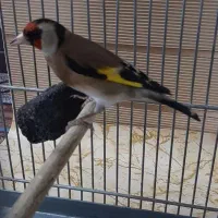 سره های متولد قفس دهن دار|پرنده|ری, شهادت|دیوار