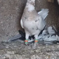 جوجه طوقی سار ابری کاکول