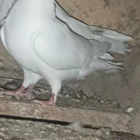 دو عدد کبوتر تهرانی