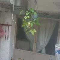فروش3دانگ خانه 40متری،از6دانگ