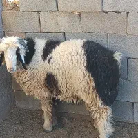 بره قوچی|حیوانات مزرعه|رامشه, |دیوار