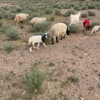 میش|حیوانات مزرعه|سیرجان, |دیوار