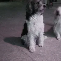 شیتزو ماده واگذاری