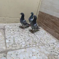 پلاکی|پرنده|سوسنگرد, |دیوار