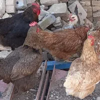 مرغ محلی  تخمگذار