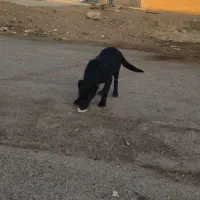 کبوتر پرشی ناب|پرنده|کوهدشت, |دیوار