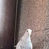 کفتر قلمکار|پرنده|ملایر, |دیوار