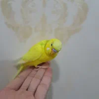 تعدادی مرغ عشق