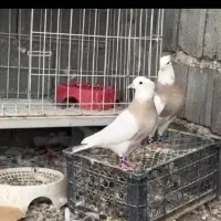 جفت طوقی