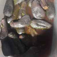 ترشیجات چاشنی دل|خوردنی و آشامیدنی|تهران, شهرک ولیعصر شمالی|دیوار