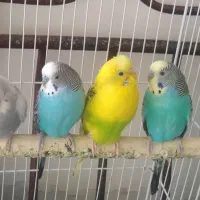 مرغ عشق نژاد هلندی دانه ۲۰۰هزارتومان