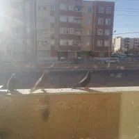 تعدادی پرنده مرغ عشق و...