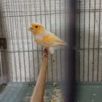 قناری|پرنده|ری, دیلمان|دیوار