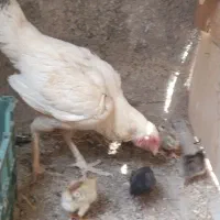 مرغ و جوجه وخروس لاری