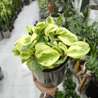 قاشقی ابلق و سبز در فروشگاه خانه گلها بندرعباس