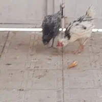 جوجه مرغ وخروس گلین