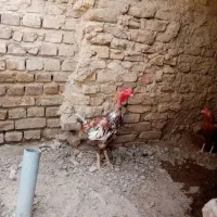 خروس لاری