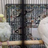 یک جفت عروس هلندی