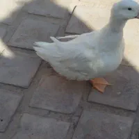 اردک|پرنده|کویرات, |دیوار