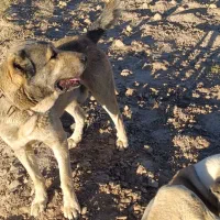 دو عدد سگ نژاد دار