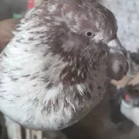 نر پرشی  به شرط