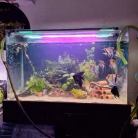 آکواریوم گیاهی با گیاهان بدون نیاز به بستر